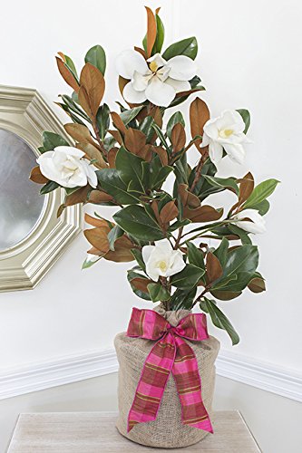Southern Magnolia Birthday Gift Tree by The Magnolia Company - Get Beautiful and Fragrant Flowers on a Lush Birthday Magnolia Tree Gift