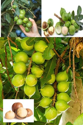 ZXXYANBI Rare Macadamia Nut Layering/Grafted Fruit Live Plant (Height 1.5-2 Feet) (Thai Variety) Fruits After 1Year, Rich, buttery, slightly sweet Flavor, 1 Healthy Fresh Plant For Home Garden