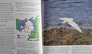 Hardcover Bird Migration (Migrations) Book