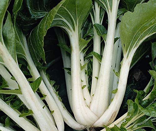 Portale Cool Vegetale - Pak Choi - Tai Sai - 30 Semi - Economia