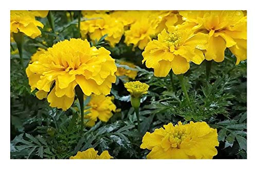 Pcs - 130x Samtblume Petite Jaune Tagètes Plantes - Graines K347 - Seeds & Plants Shop by Ipsa