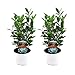 Produktbild Plant in a Box - Laurus Nobilis - 2er Set - Echter Lorbeerbraum Pflanze - Topf 14cm - Höhe 30-40cm