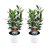 Plant in a Box – Set van 2 Keukenlaurier struikjes – Laurus Nobilis – Pot ⌀14cm – Hoogte ↕ 30-40cm