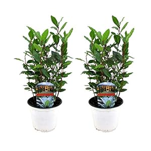 Plant in a Box – Set van 2 Keukenlaurier struikjes – Laurus Nobilis – Pot ⌀ 14cm – Hoogte 30-40cm