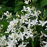 También tenemos una amplia variedad de bulbos de flores en nuestra tienda para que elijas.Por ejemplo, bulbos de narciso, bulbos de tulipán, bulbos de lirio, bulbos de peonía, bulbos de jacinto, bulbos de lirio de los valles, etc.