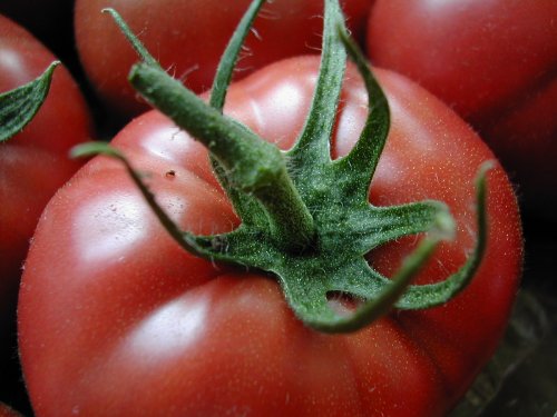 Tomato Beefsteak 200 Seeds