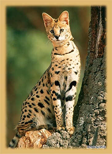 Amazon | ブロッコリーハイブリッドスリーブ 「サーバルキャット