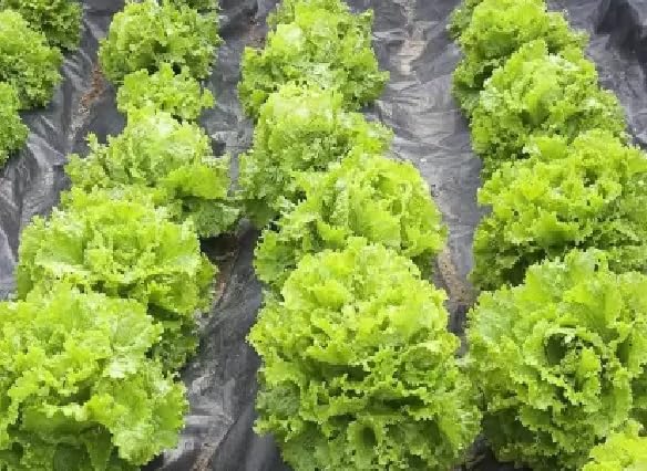 Chinese Cabbage Seeds Pack Of 25 (B0CP3RKPPQ) Amazon Price History, Amazon Price Tracker