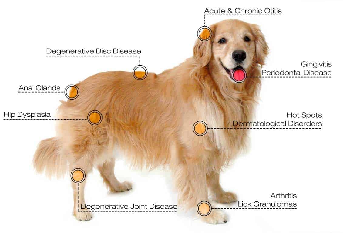 Ignis Medical Veterinary Laser Therapy Device, Equine, Dog, Cat, Pain Relief, Inflammation, Healing tendons, ligaments - Image 2