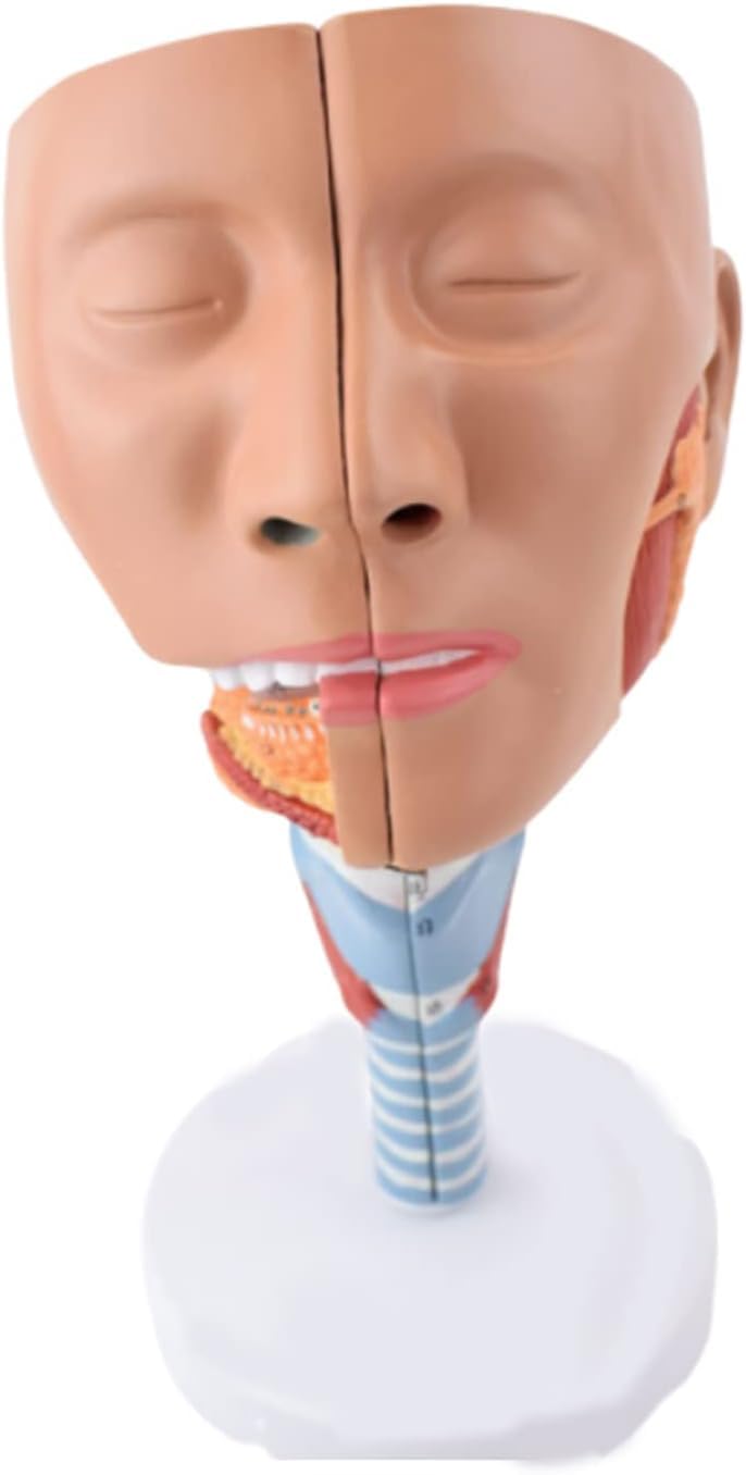 Modèle d'anatomie du muscle laryngé pour l'apprentissage de la déglutition