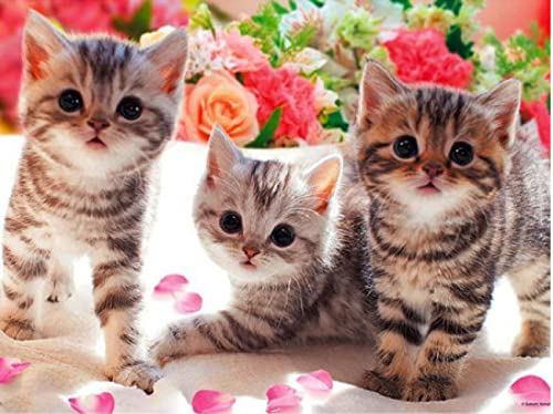 Peinture au diamant 5D trois chatons kit complet de broderie strass 30x40 cm