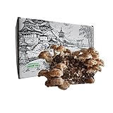 Shiitake Pilzzucht Set für Zuhause | frische Pilze aus eigener Zucht | Grow Kit | originelles Geschenk für Garten & Küche