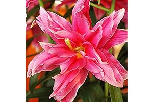 Double Oriental Lily