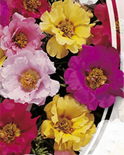 Flowers Seed Moss-Rose Mixture Organic Flowers Portulaca Grandiflora Seed Flowers Seed Moss-Rose Mixture Organic Flowers Portulaca Grandiflora Seed