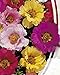 Moss-Rose Double Mix - 2000 Seeds - Organically Grown - NON-GMO