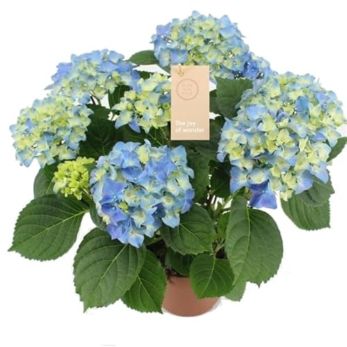 Hydrangea Macrophylla - Planta Viva - Hortensia Flor Azul - Planta Hortensia de Color Azul Natural