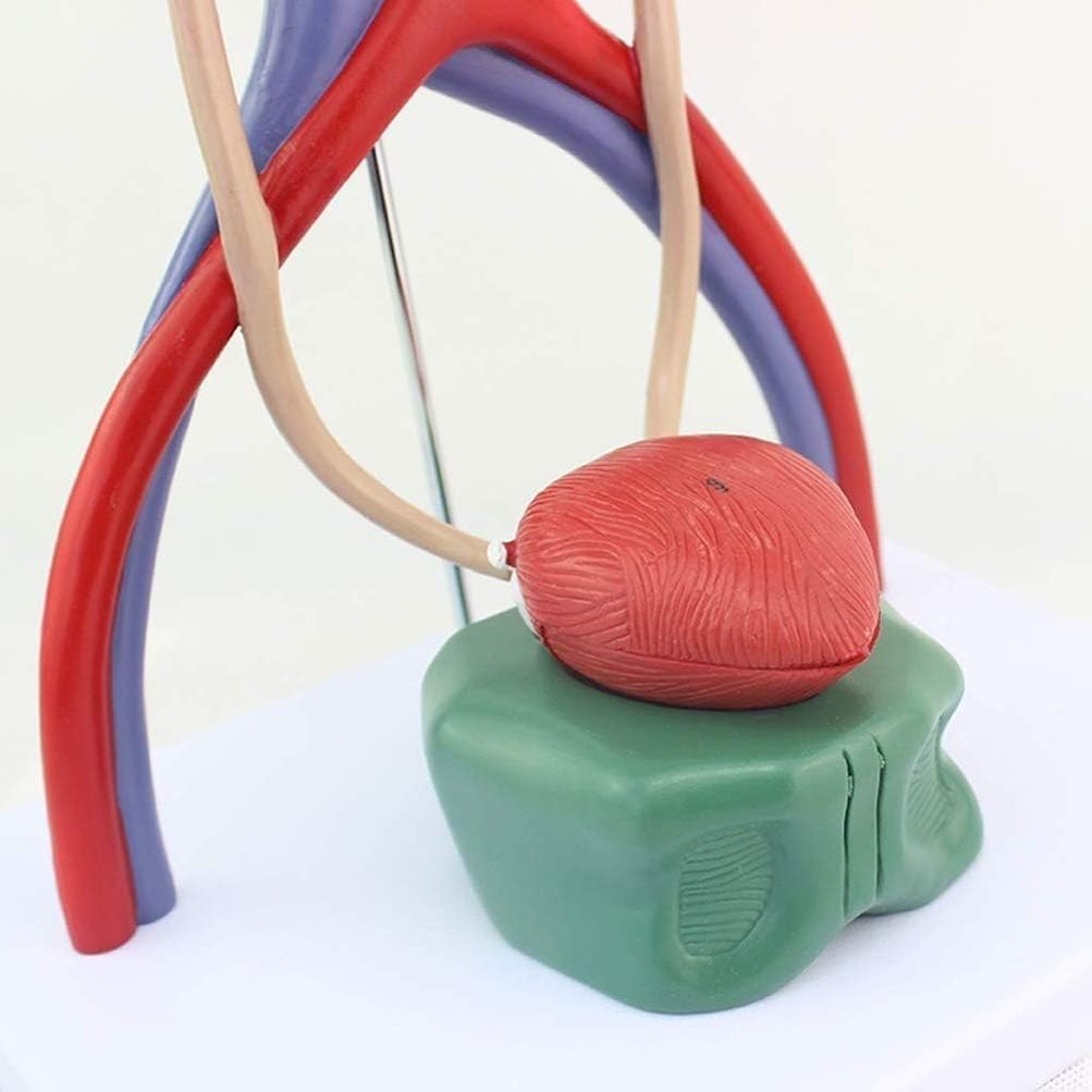Model moczu człowieka, szczegółowa anatomia pęcherza moczowego nerki do edukacji medycznej i treningu urologicznego, narzędzie edukacyjne, pomoc w nauce anatomicznej