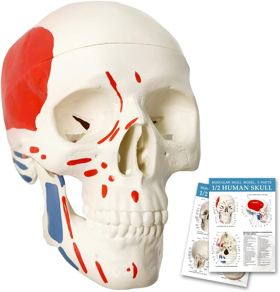 Mini Human Skull Model W/Muscle Insertion and Origin Painted, 3 Parts Palm-Sized Anatomy Skull Model with Removable Skull Cap & Full Set Teeth, School Teaching-Learning Tool