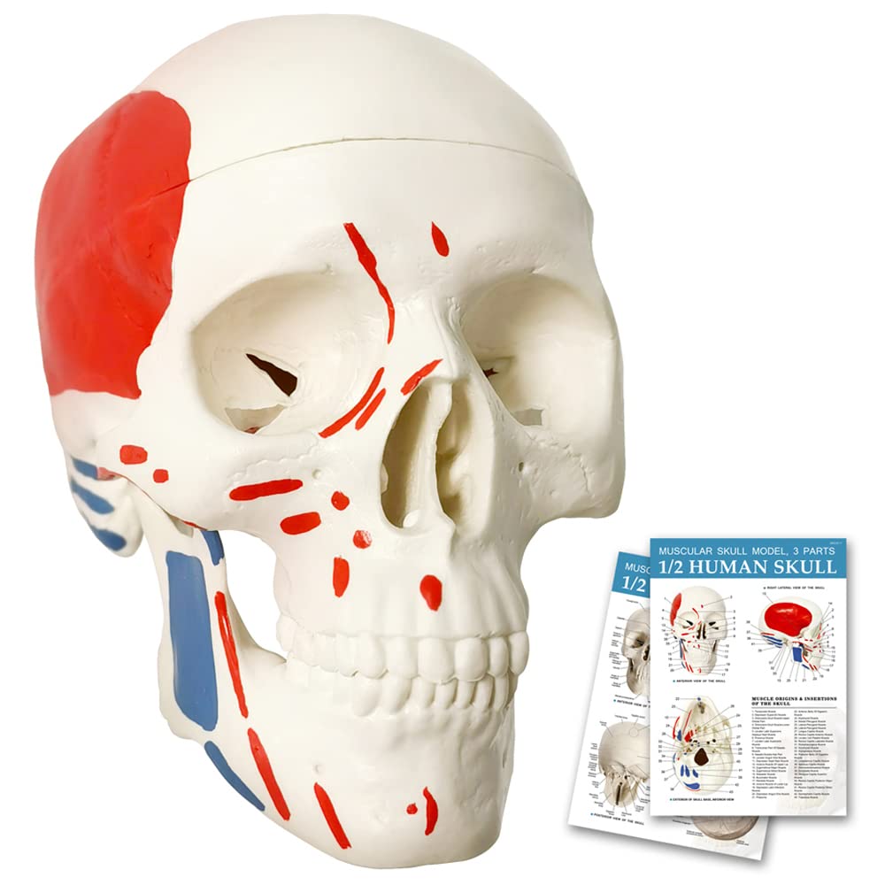 Mini Human Skull Model W/Muscle Insertion and Origin Painted, 3 Parts Palm-Sized Anatomy Skull Model with Removable Skull Cap & Full Set Teeth, School Teaching-Learning Tool