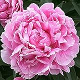 Alexander Fleming Bareroot Peony, 2-3 Eye, Great for Fall Planting! (1)