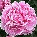Alexander Fleming Bareroot Peony, 2-3 Eye, Great for Fall Planting! (1)