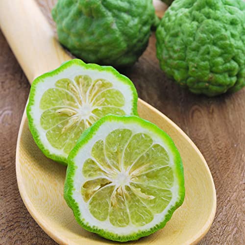 Qauzuy Garden 3 Makrut Kaffir Lime Seeds (Citrus Hystrix) - Fragrant Edible Leaves - Perennial Tropical Exotic Fruit Tree - Great For Container Pot - Easy To Grow #TOP2