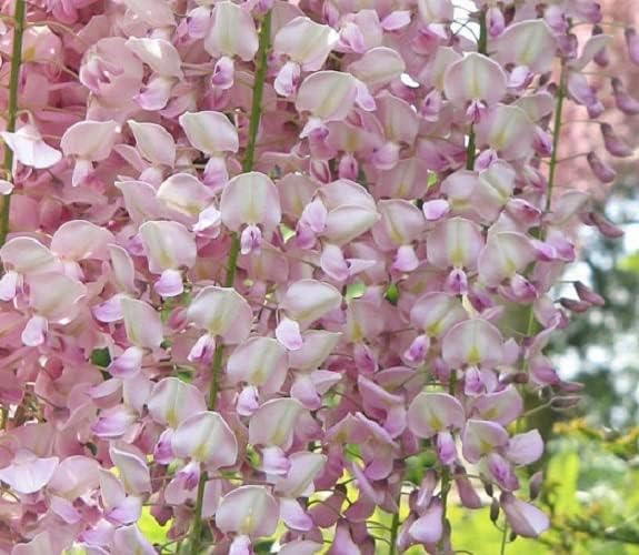 5 semillas de glicina rosa claro, flor trepadora perenne rara semillas tropicales