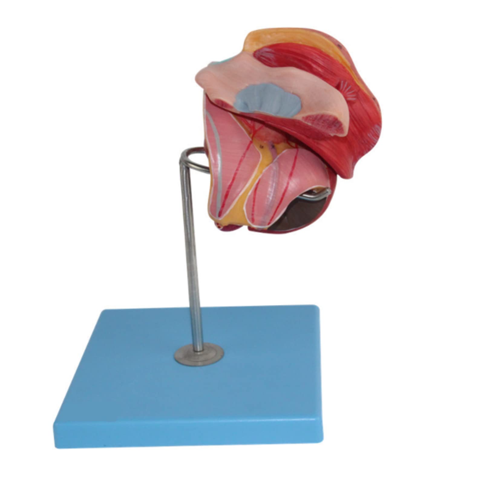 Model anatomiczny ludzkiego układu moczowego model anatomiczny choroby gruczołu szczelinowego przedniego model trzy części, w tym prostaty i pęcherz do narzędzia do prezentacji szkolnej