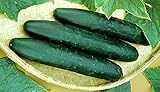 Cucumber Straight Eight Great Heirloom Vegetable by Seed Kingdom 150 Seeds