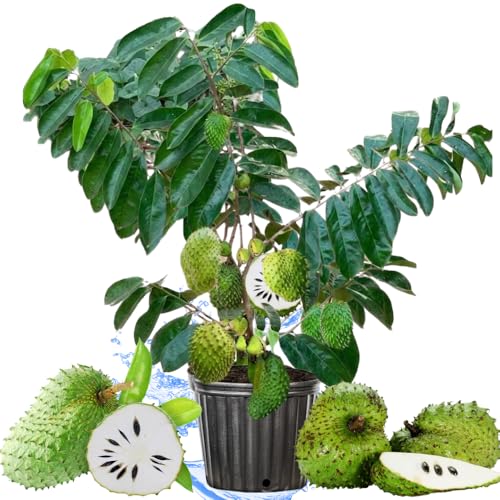 3 Years Grafted Soursop Tree Live Plant 2-3 Feet Tall in 1 Gallon Sweet Annona Muricata Guanabana for Outdoor Planting No CA Ready to Bear Fruit