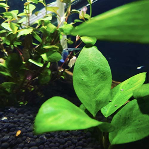 Greenpro L Anubias On Driftwoodd Easy Live Aquarium Plant For Medium To Large Tank Driftwood Decoration #TOP3