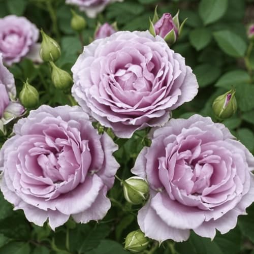 PERFETTO COME REGALO: Bellissime rose profumate dall'Olanda – una sorpresa indimenticabile per gli amanti del giardinaggio. Ideale per aiuole, bordure, vasi e come fiore reciso.