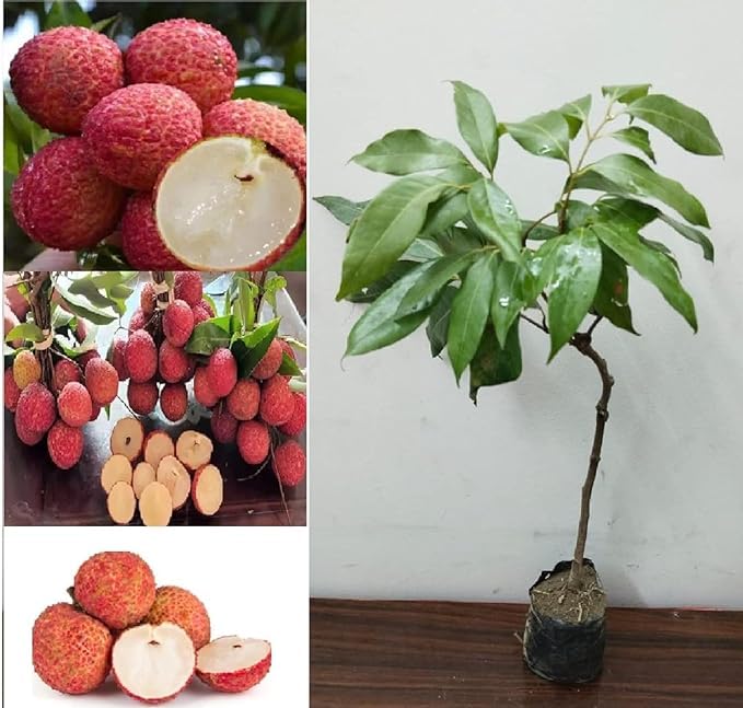 See full amazon price history chart for Litchi Plant Hybrid all seasons big size (2-2.5 fit) (ECLIPSE PLANT HOUSE) Lychee ka paudha Healthy & Fresh Short Time bloom 1 Healthy Plant with a Grow Bag Litchi Plant Hybrid all seasons big size (2-2.5 fit) (ECLIPSE PLANT HOUSE) Lychee ka paudha Healthy & Fresh Short Time bloom 1 Healthy Plant with a Grow Bag (B0CMPBMP7V) Amazon Price History, Amazon Price Tracker