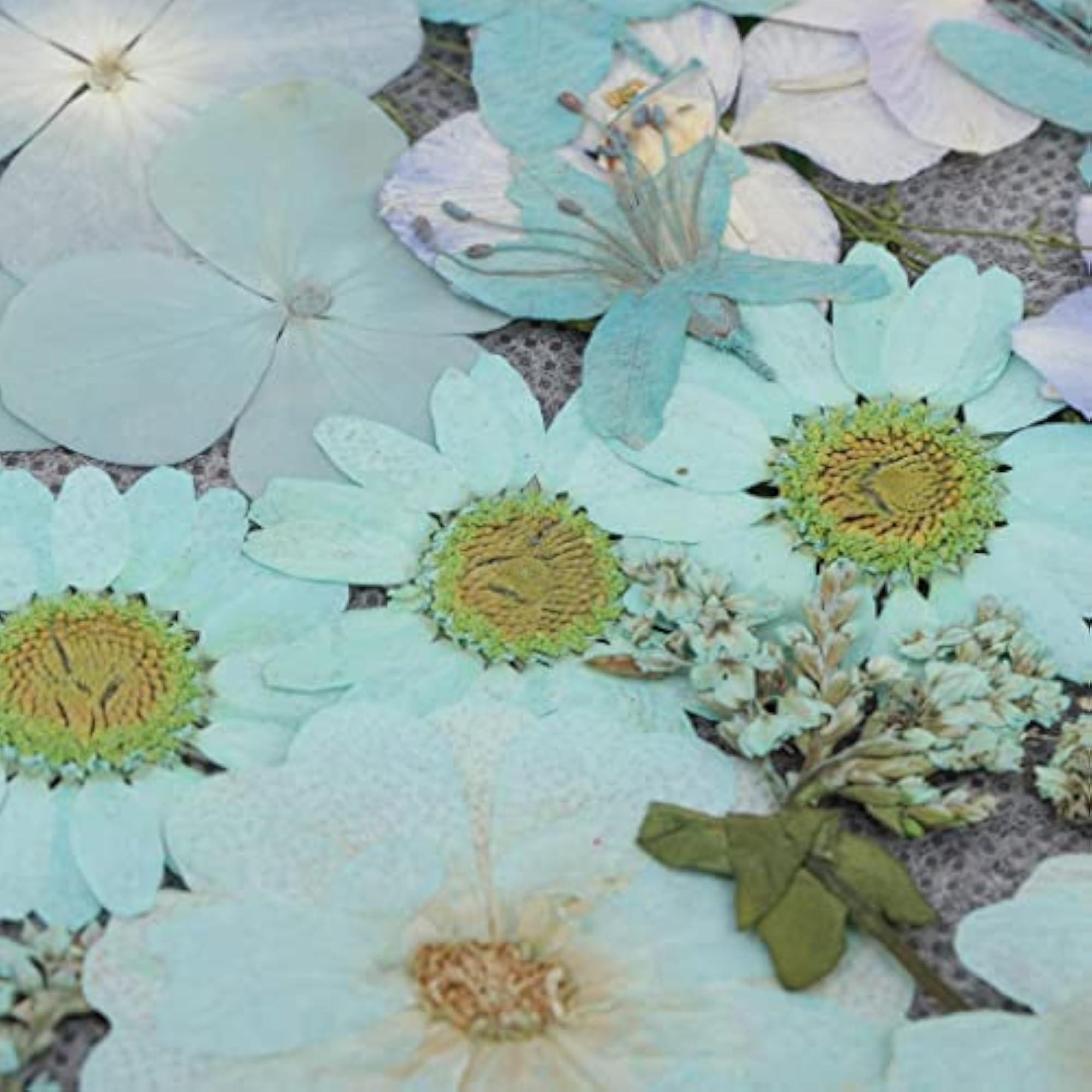 Natural Pressed Dried Flowers for DIY Scrapbooking