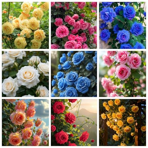 380+ Mix Perennial Climbing Rose Rosa Seeds Bush Vine Climber Fragrant Butterfly Rare Non-GMO Heirloom Flower Seed for Outdoor Garden