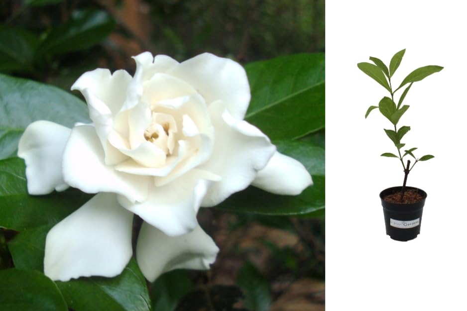Indian Gardens - Gandhraj Plant/Parichatham flower jasmine plant/Indoor/Outdoor Plant with Pot (4" (Min : 2)) (B0CK8FQDM4) Amazon Price History, Amazon Price Tracker
