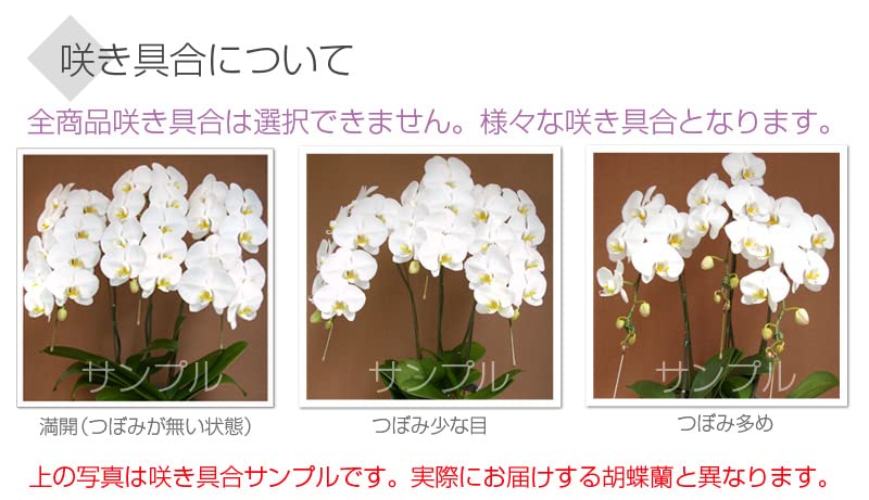 Amazon|□□花上に飛び出す木札付き!□□【胡蝶蘭専門店 Amazon|□□花上に飛び出す木札付き!□□【胡蝶蘭専門店