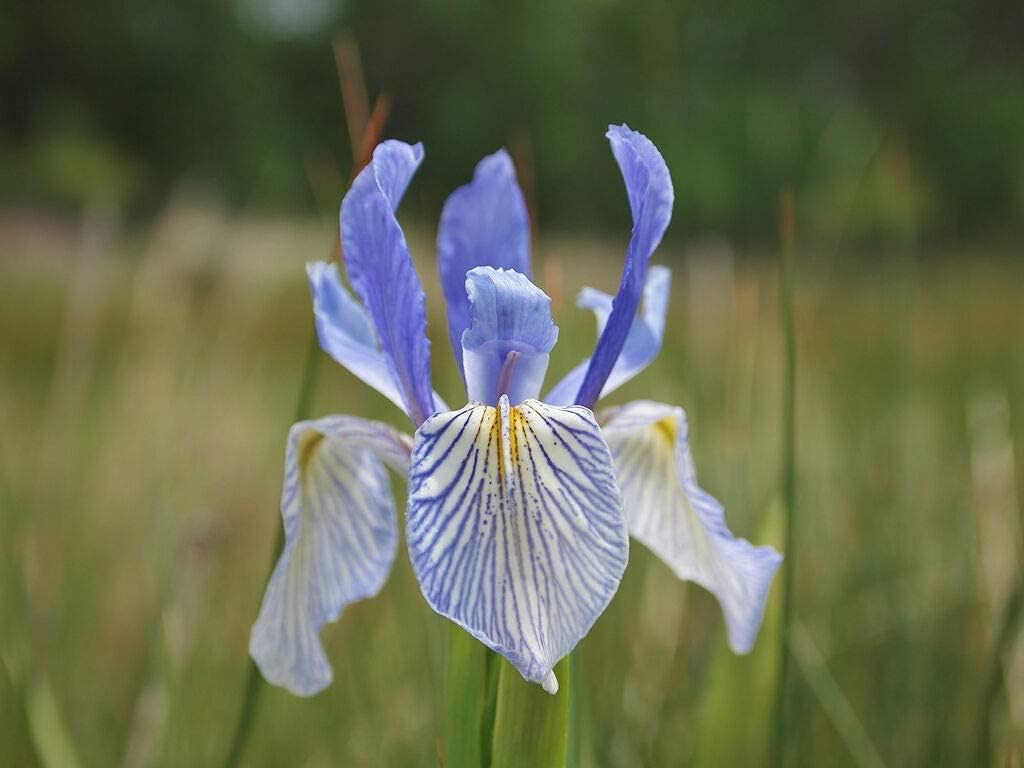 5pcs Purple Iris Bulbs Bright Colors Flowers for Garden Balcony Planting Low Maintenance Unique Garden Decoration High Ornamental Value Beautifies the Surroundings