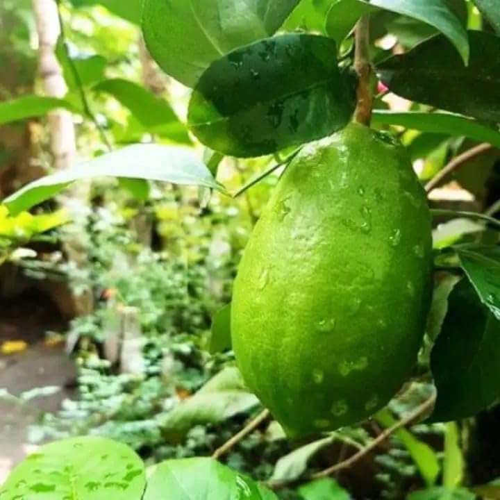 Image of Gondhoraj Lemon Live Fruit Plant for Home Garden, Aromatic Citrus Tree Sapling for Outdoor Gardening, 1 Plant