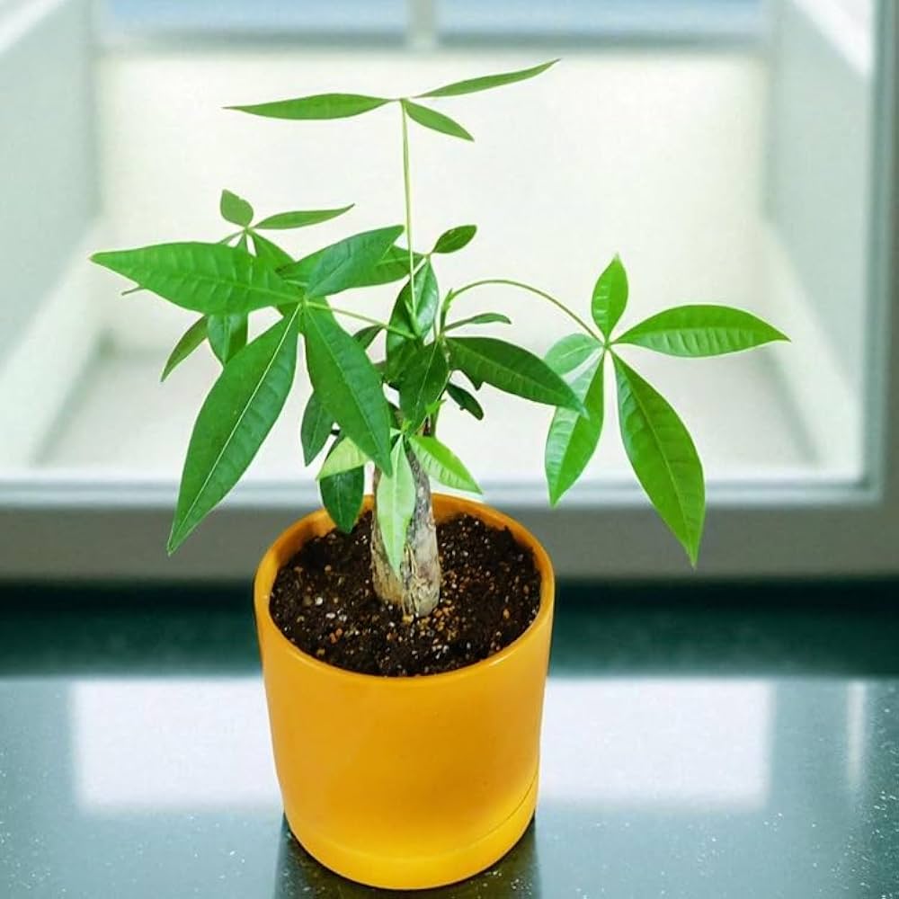 Amazon｜観葉植物 Pachira パキラ 5号 イエロー陶器鉢入｜観葉