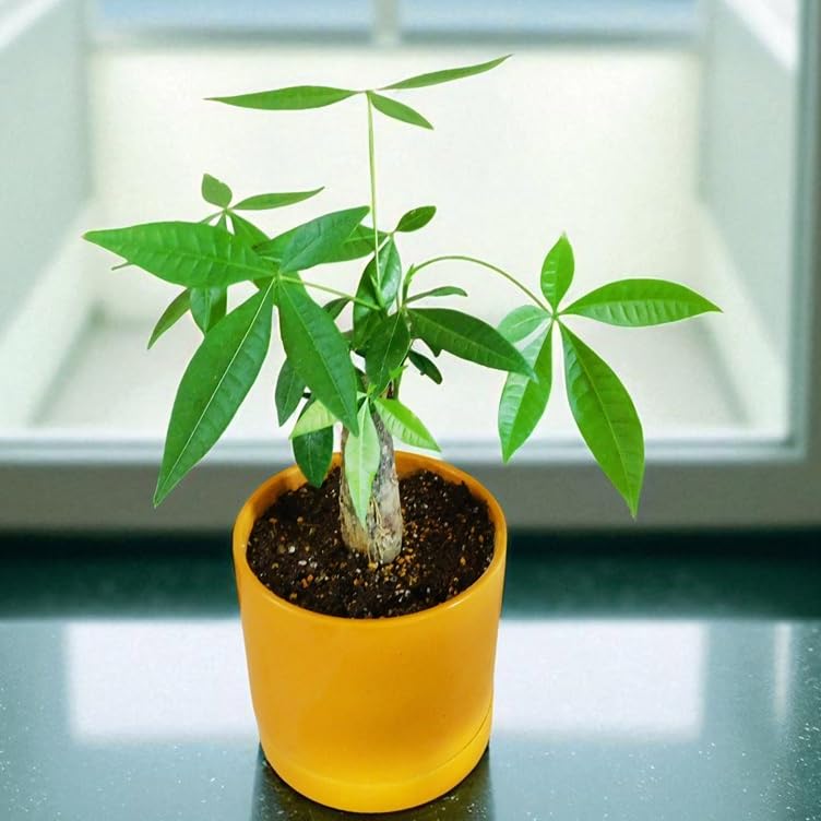 その他観葉植物 Latte パキラ：ミルキーウェイ 8号鉢植え25-01 の通販 | 園芸ネット