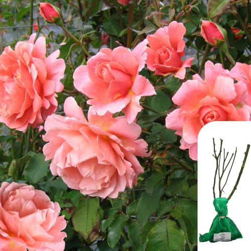 1 x Rosa Blessings Hybrid Tea Rose – Coral-Salmon Blooms, Fragrant Bare-Root Bush, Repeat Flowering, Perfect for Borders & Cut Flowers, Timeless English Rose