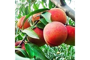 Dwarf Peach Fruit Tree Seeds: 10+ Easy-to-Grow Fresh Peaches