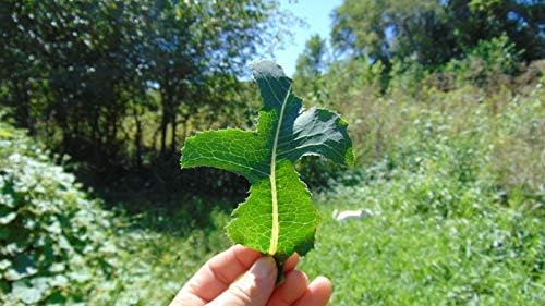 50 Wild Lettuce Seeds Lactuca virosa 2018 Seeds Organic Buy 2 get 1 Free - 3