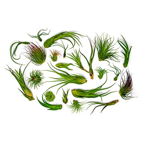 Tillandsia Air Plants Live Indoor Plants (50 Pack), Air Plants Bulk Party Favors Or Wedding Favors Live Plants, Air Plant Lover Gifts, Diy Terrarium Kit, Air Succulents Plants Live By Plants For Pets #TOP1