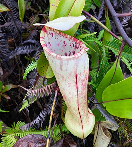 ScoutSeed COMPRE 3 GET 2 GRATIS Nepenthes Bonsai 50 Pcs/Lot Plantas Semillas Bonsai CarnAvoros