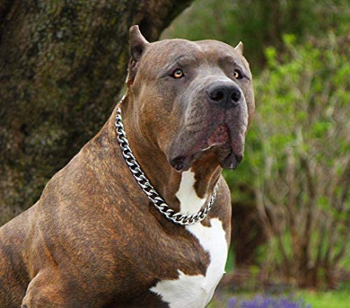Pups&Pets Dogs Chrome Plated Diamond Training Choke Chain Collars,Dog Neck Choke Collar for Dog with 1 Swivel End Ring for Dog (4 MM, Length 30 Inch- X-Large) (B0BVZRNLMX) Amazon Price History, Amazon Price Tracker