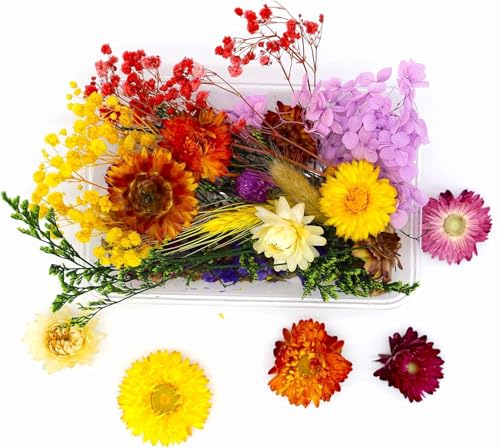 Image of ARTOOL Assorted Dry Flower Box for Resin Art, Decoration, Art & Craft DIY Resin Art Jewelry, Pack of 1 (Assorted Colour / Random Box (1)