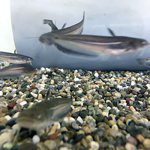 (淡水魚)ナマズ (養殖)(1匹)【生体】 (淡水魚)ナマズ (養殖)(1匹)【生体】