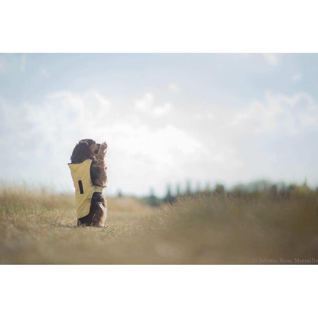 Animo Concept Kühlmantel für Hunde